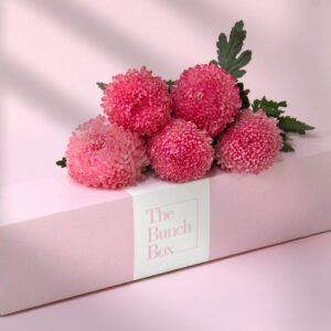 Arabian Pink Blooms