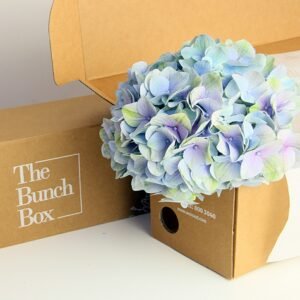 Hydrangea Candy Floss lilac