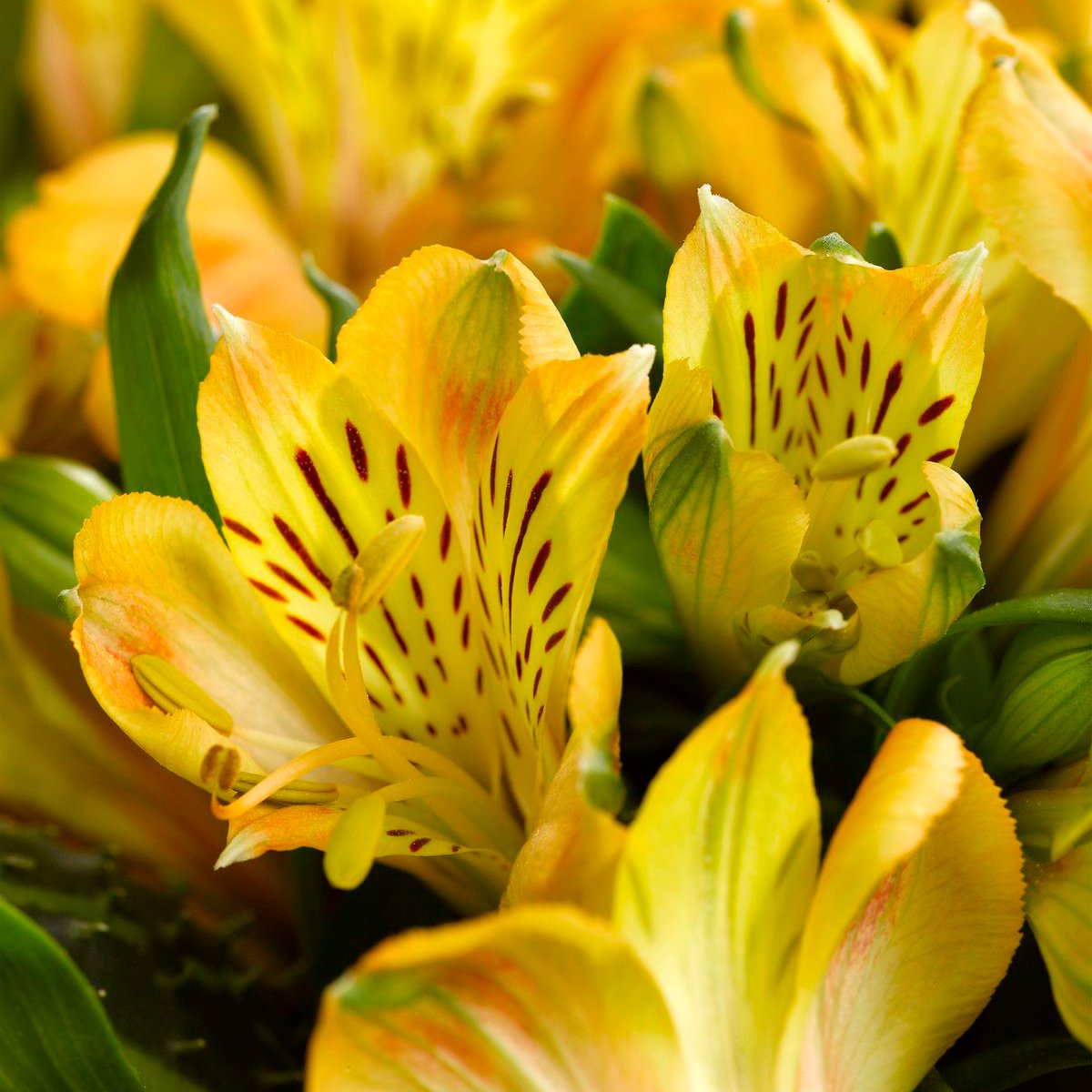 alstroemeria