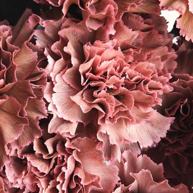 carnations