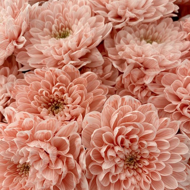 chrysanthemums