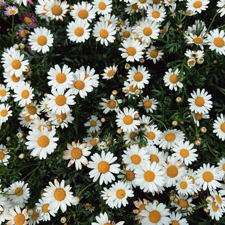 daisy