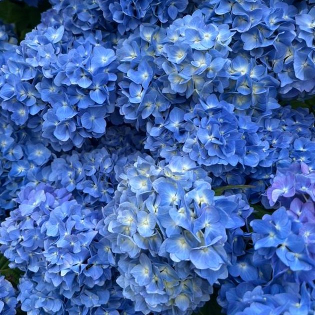 hydrangea