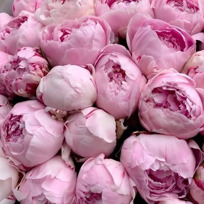 peonies